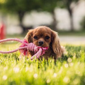 Honden speelgoed